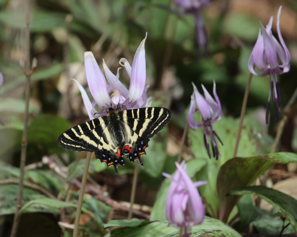 Erythronium japonicum