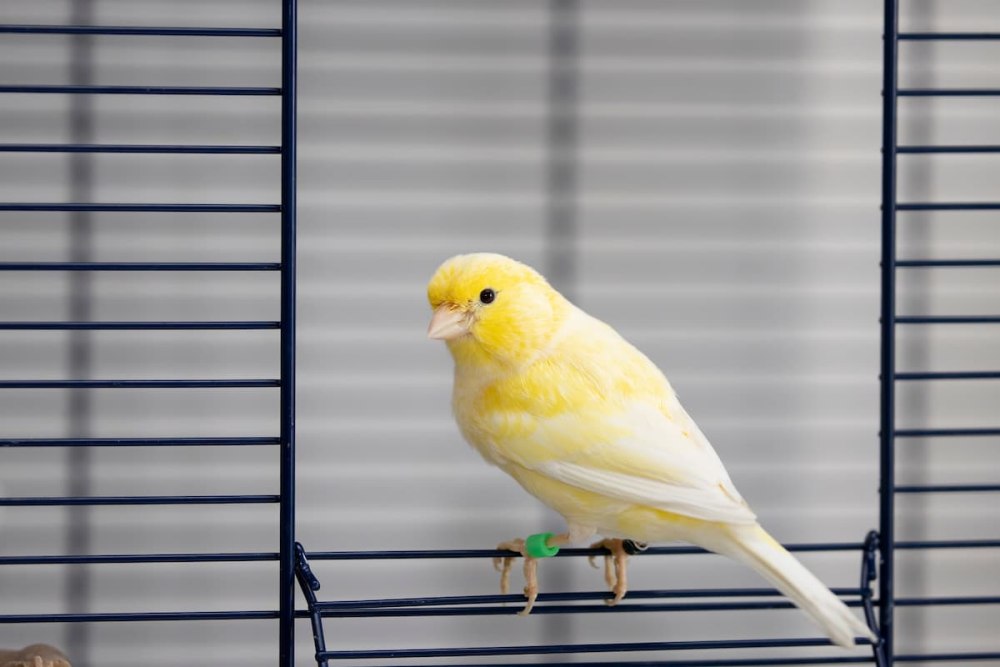 Yellow Cage картинка