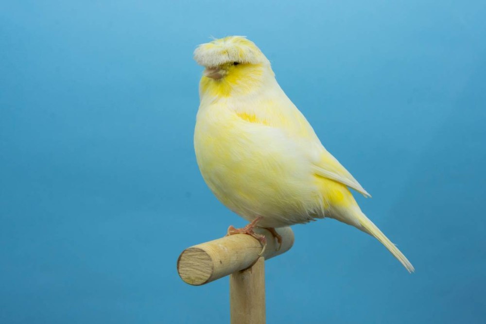 Canary Yellow XR
