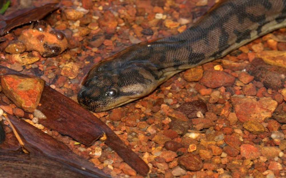 Acrochordus arafurae