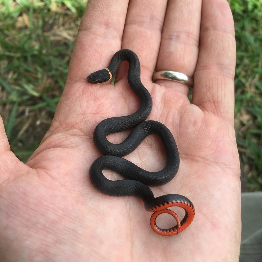 Ringneck Snake