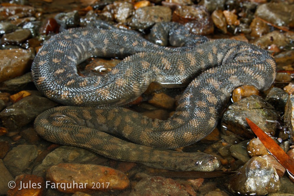 Acrochordus arafurae