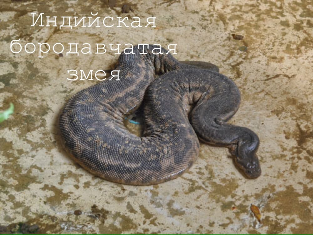 Арафурская бородавчатая змея