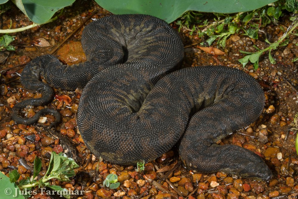 Acrochordus arafurae