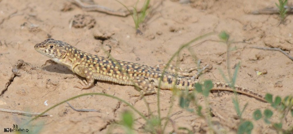 Пятнистый Криворот (Cryptacanthodes maculatus)