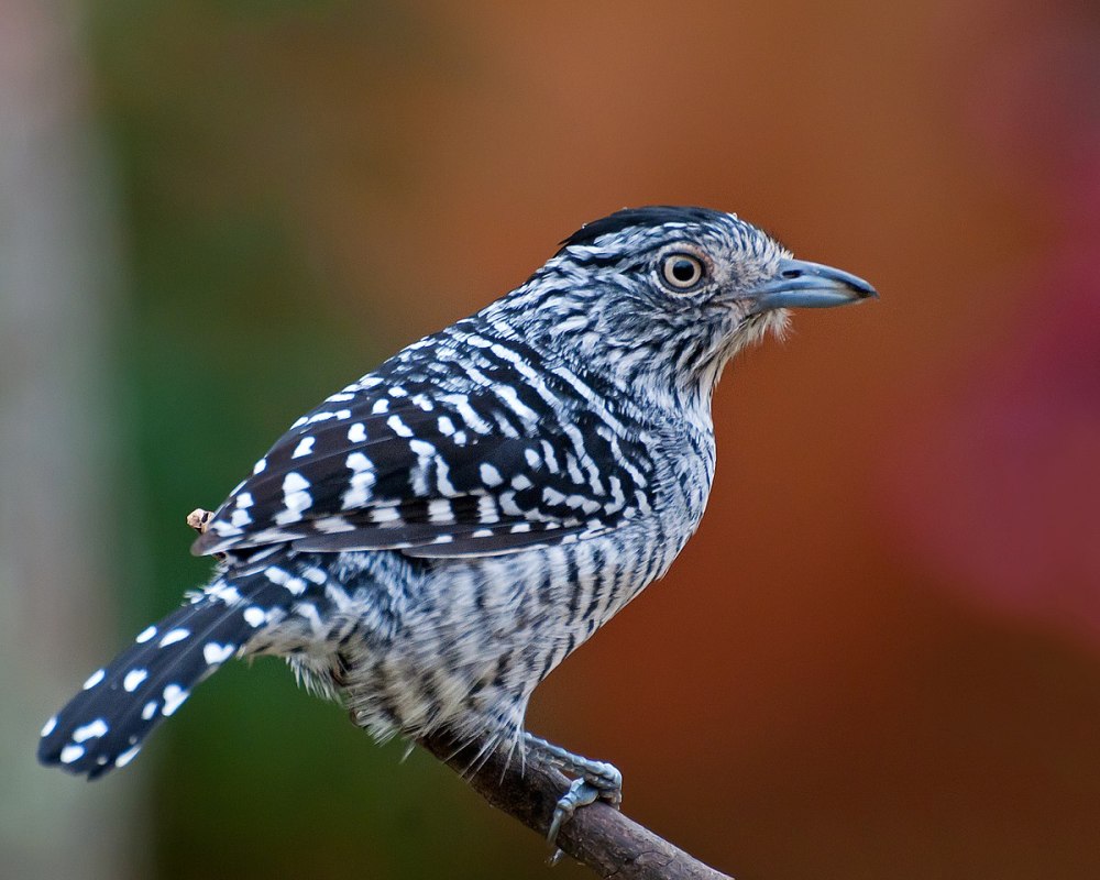Thamnophilus doliatus