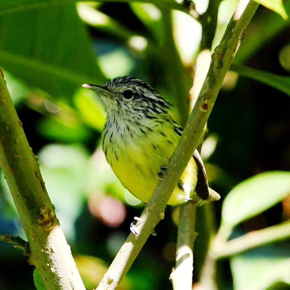 Terenura callinota