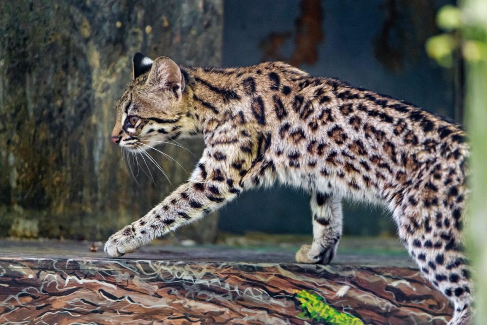 Oncilla quadruped