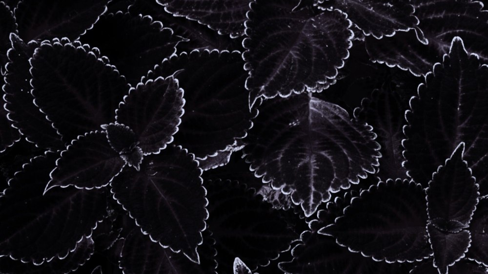 Черный лист