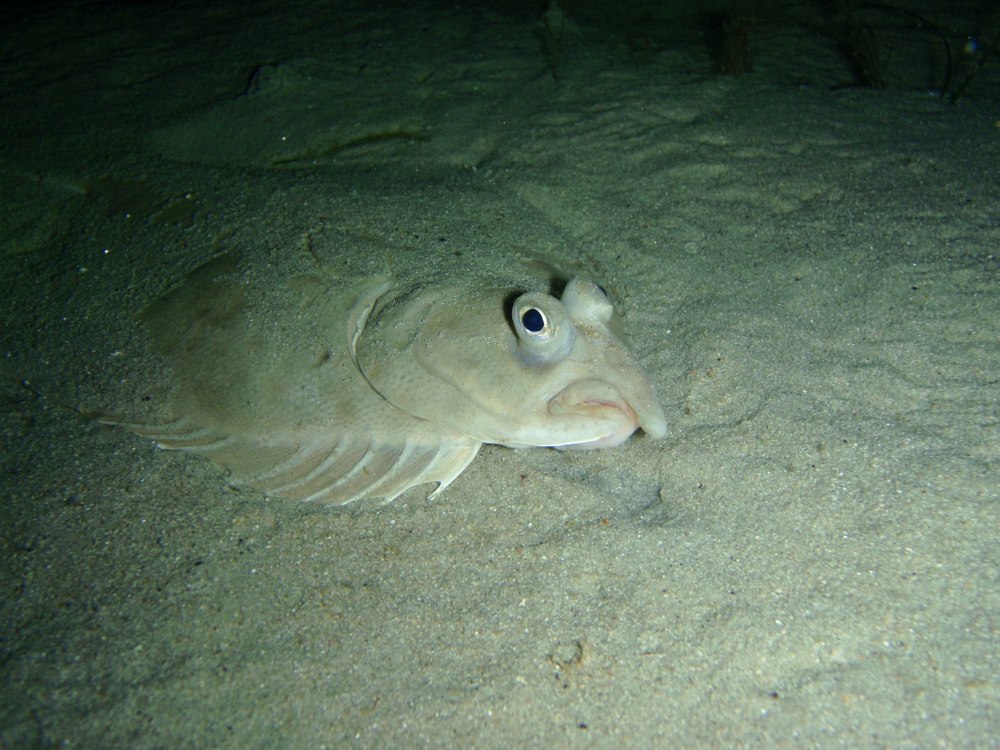 Rhombosoleidae вид спереди фото