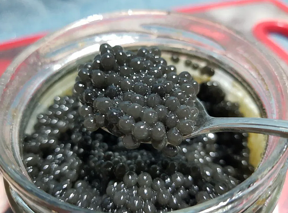 Икра палтуса белая