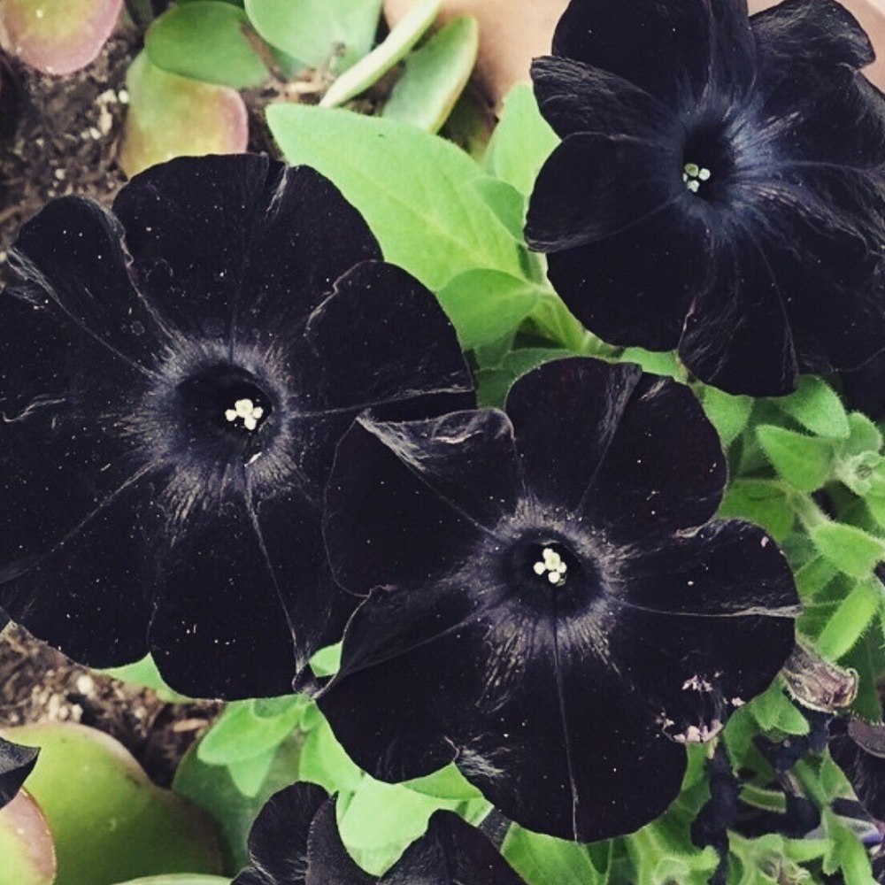 Петуния софистика черный бархат