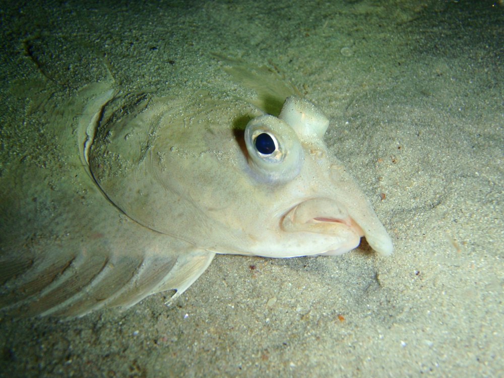 Рыба которая может ослепнуть на солнце длинная