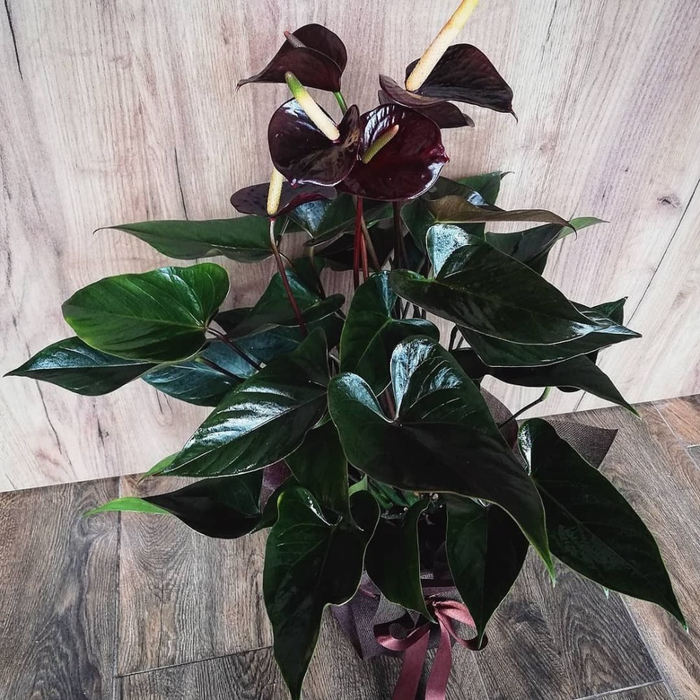 Антуриум Black Queen