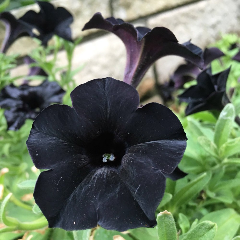 Петуния Sweetunia Black Satin