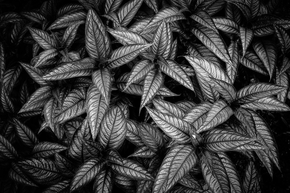 Темные листья