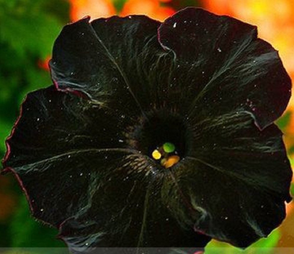 Петуния софистика черная f1