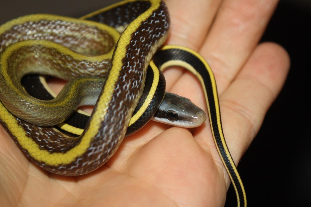 Orthriophis taeniurus