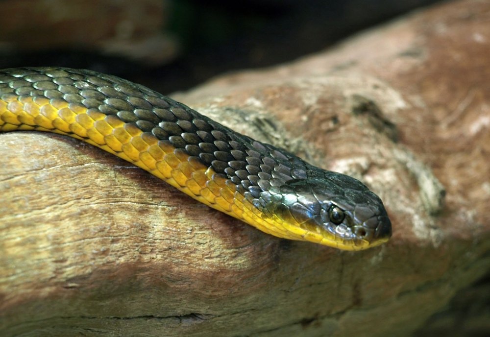 Желтобрюхий полоз (Dolichophis caspius)
