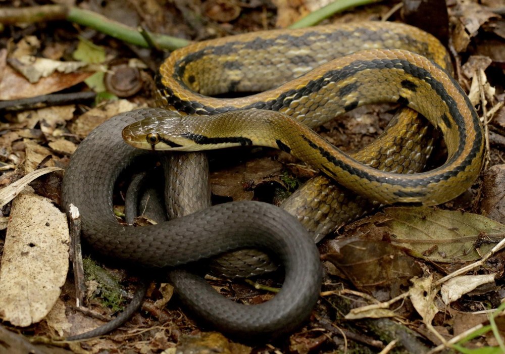 Coelognathus flavolineatus