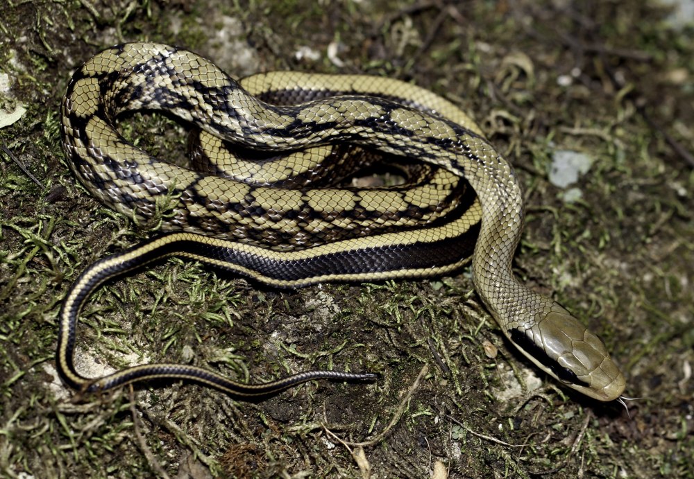 Orthriophis taeniurus