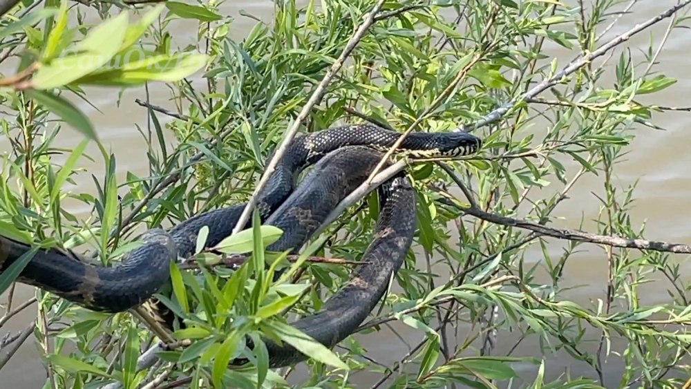 Амурский полоз Juv