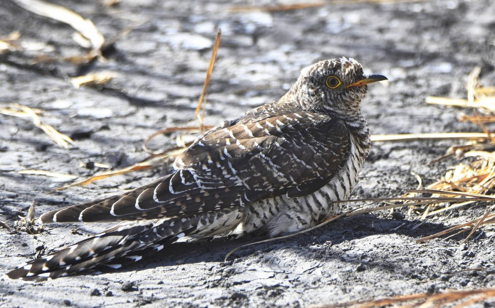 9. Кукушка обыкновенная (Cuculus canorus)