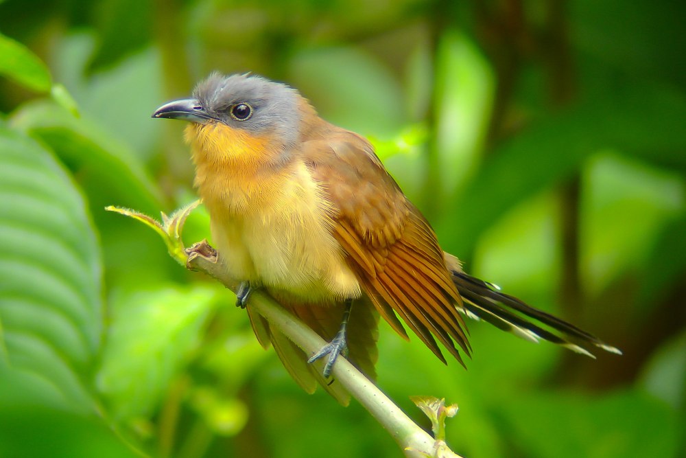 Coccyzus ferrugineus