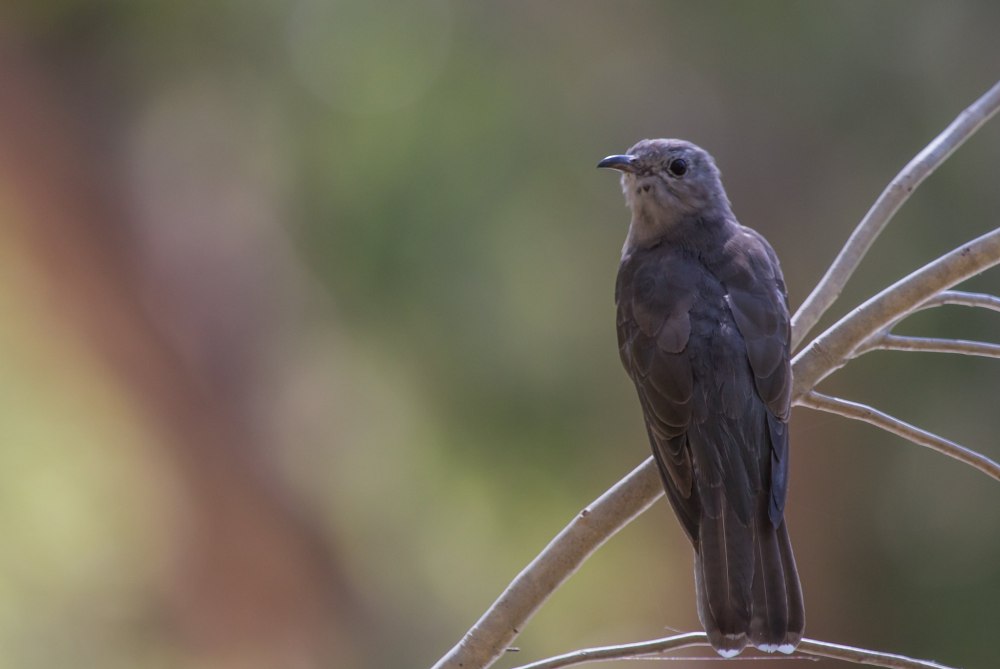 Cacomantis