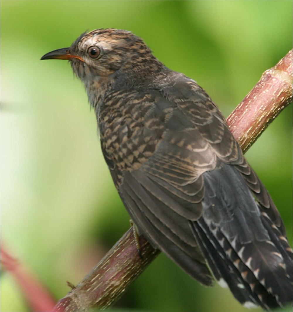 Cacomantis merulinus