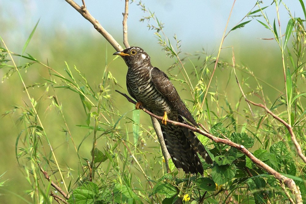 Cuckoo India