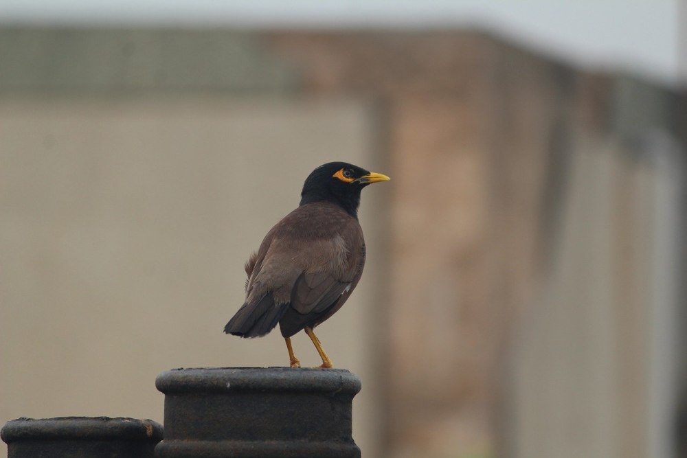 Comon Myna