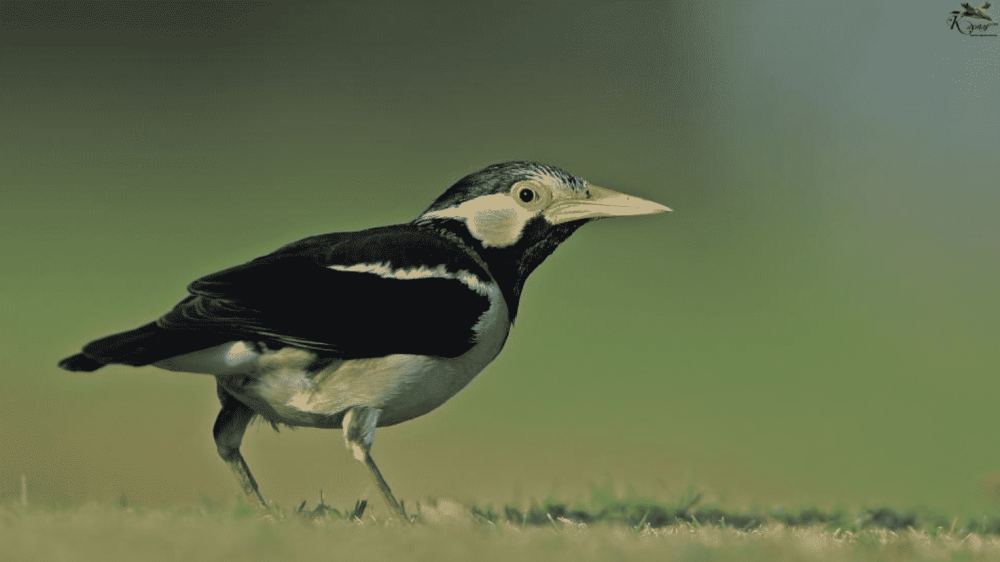 Contra Birds