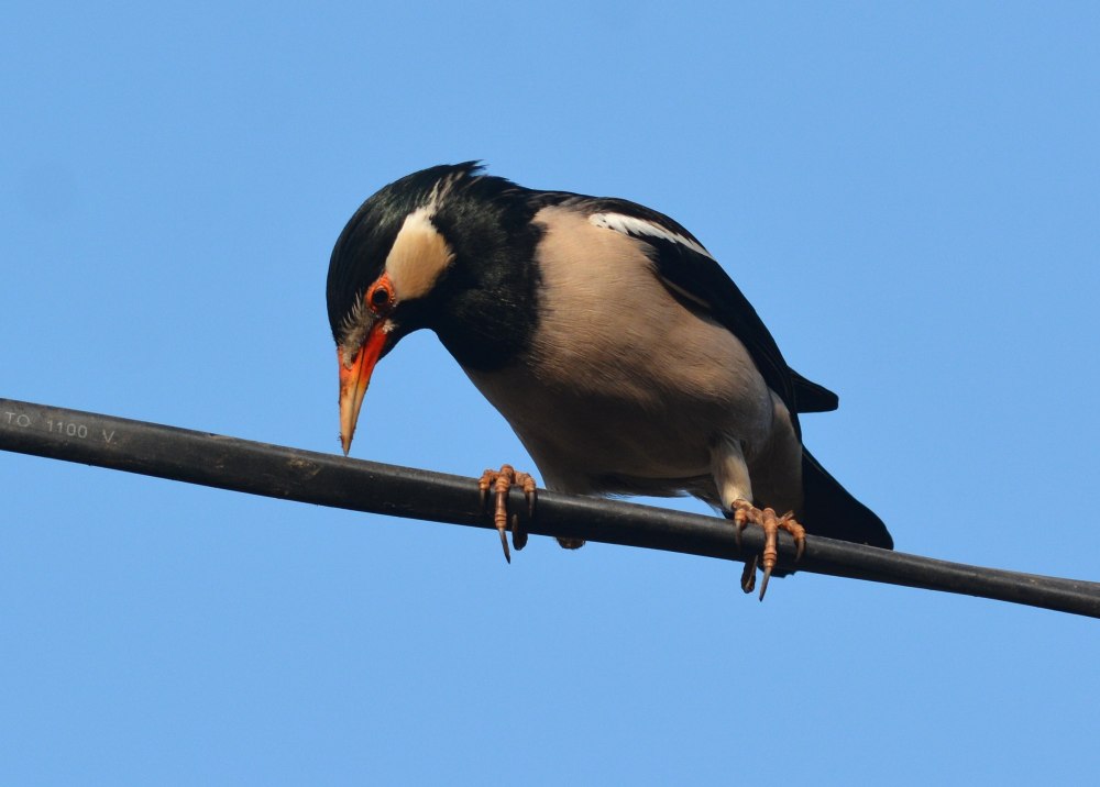 Asian pied Starling