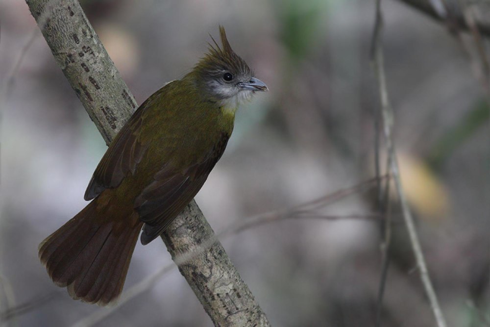 Eastern bearded Greenbul