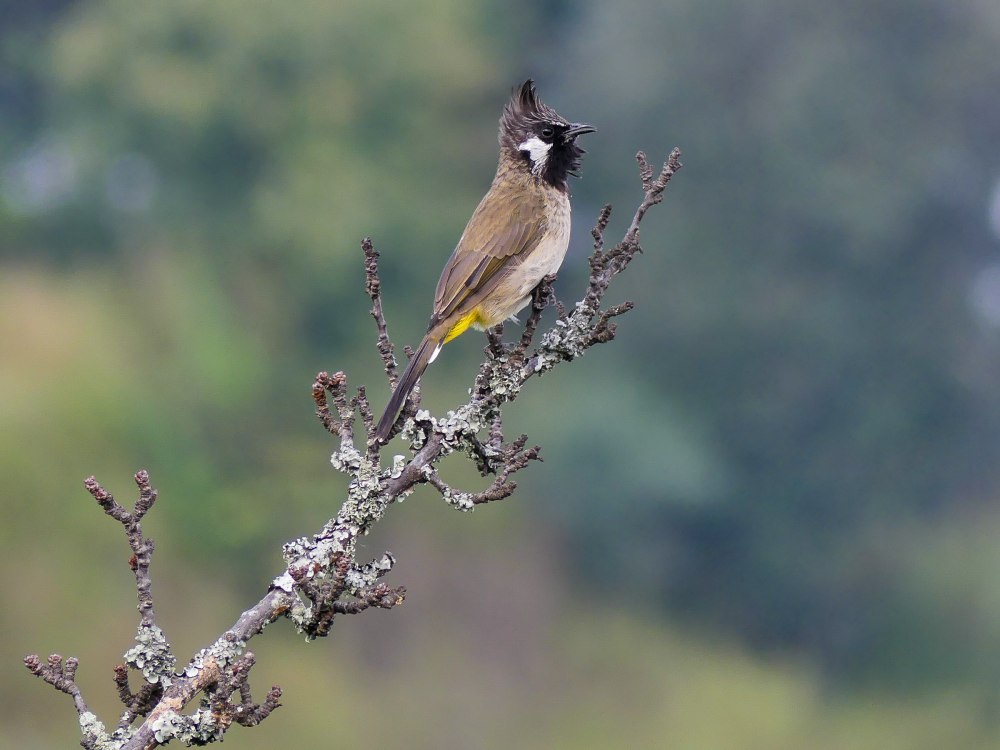 Pycnonotus leucogenys