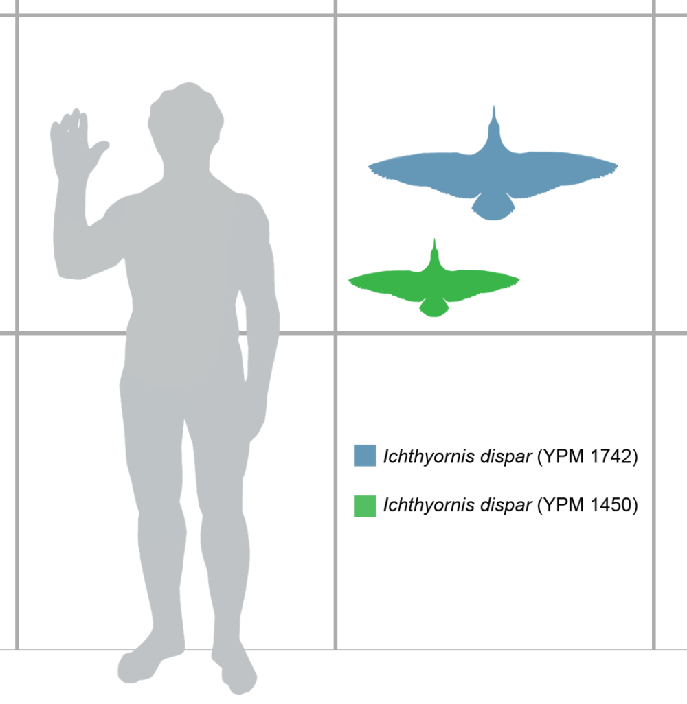 Ichthyornis Size Comparison