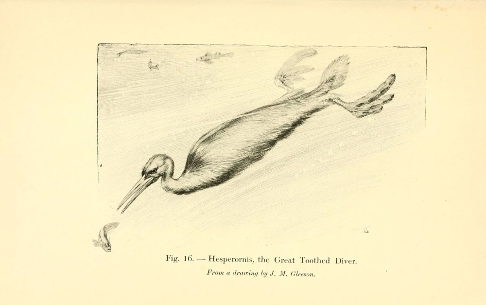 Hesperornis птица лапы
