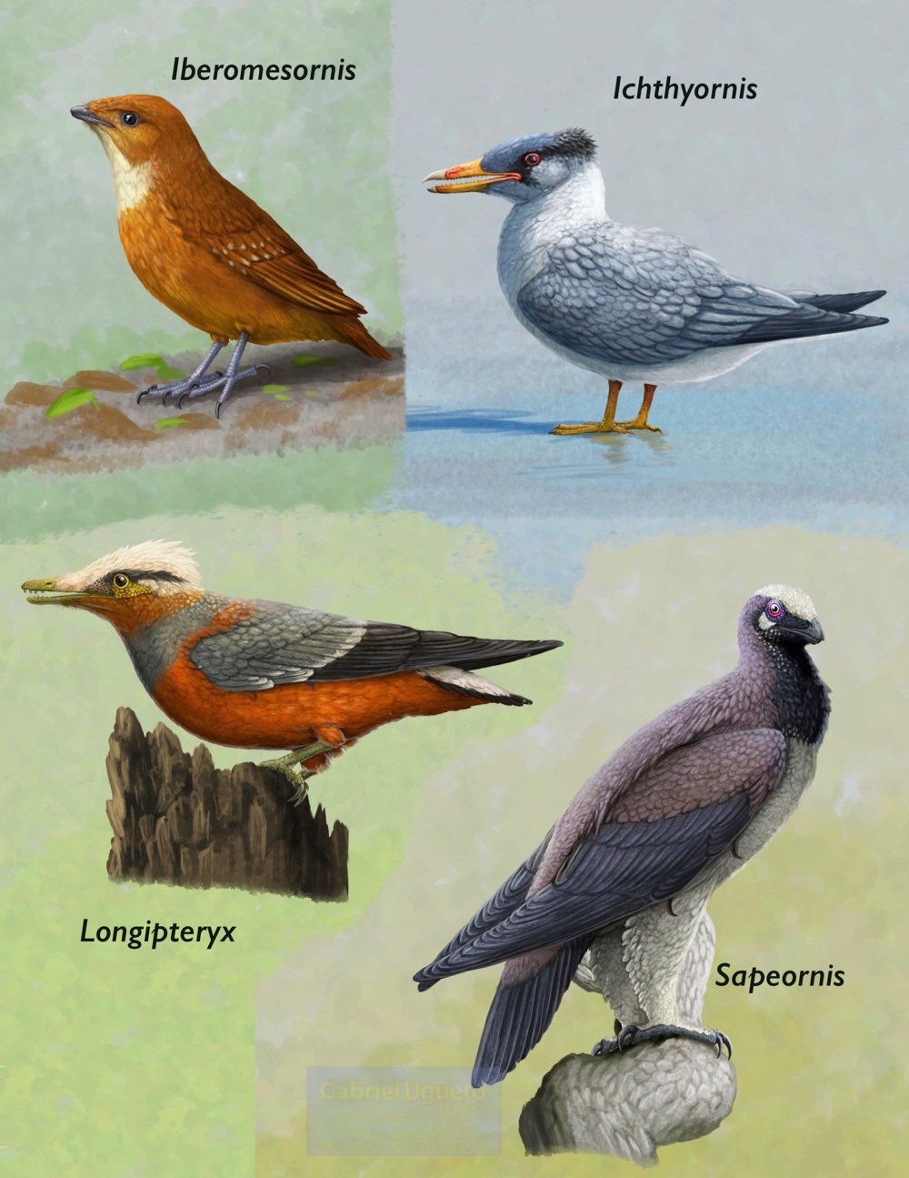 Sapeornis Chaoyangensis
