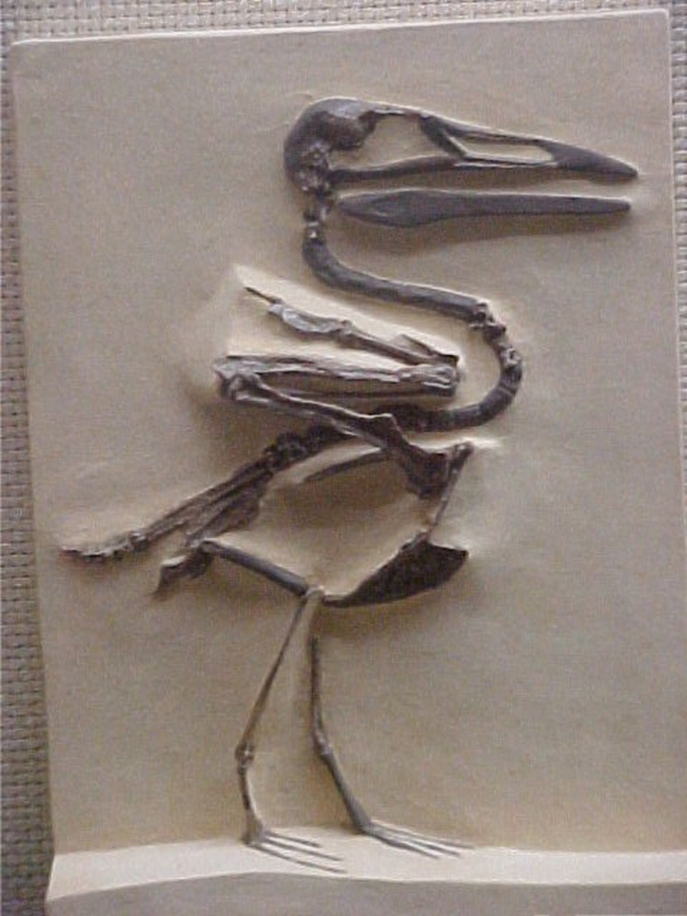 Ichthyornithes. Ихтиорнисы