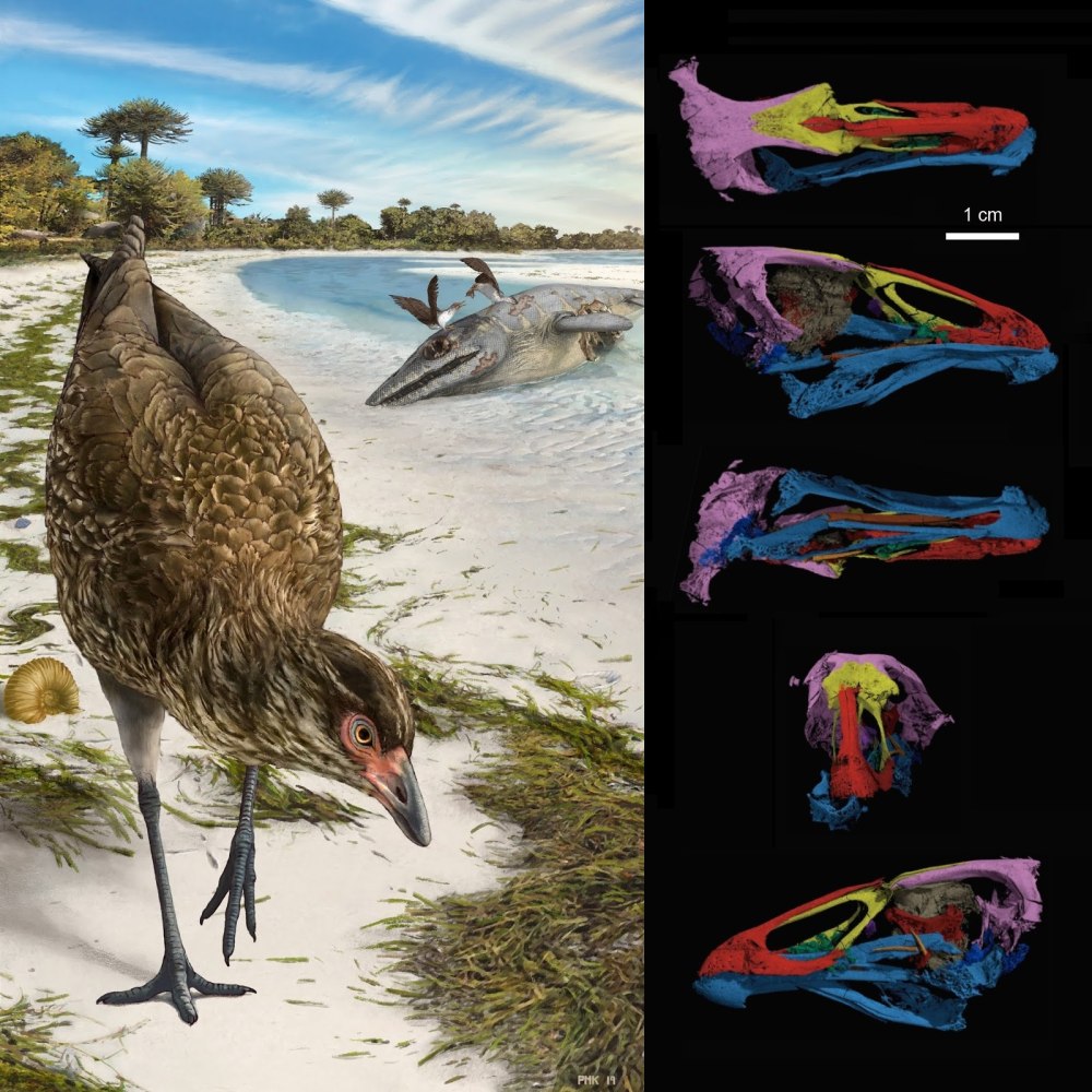 Sapeornis Chaoyangensis