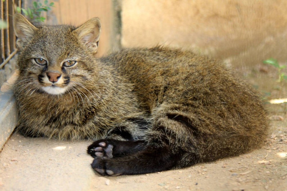 Травяная кошка leopardus Pajeros