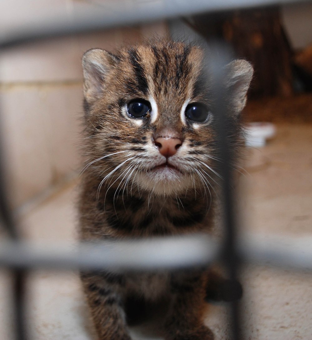 Речной котик