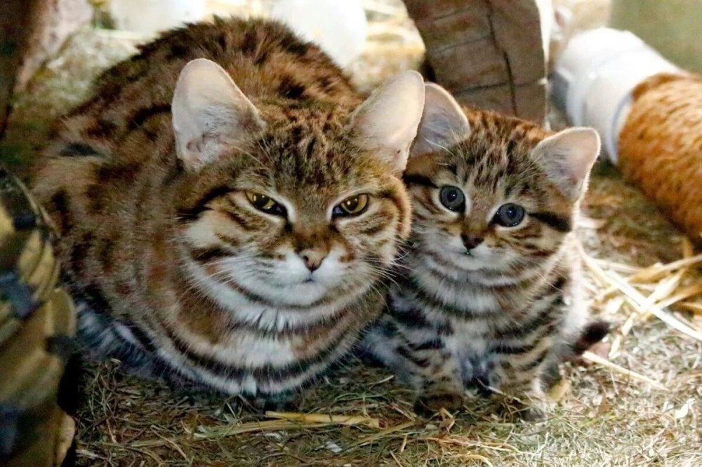 Дикая Африканская черноногая кошка