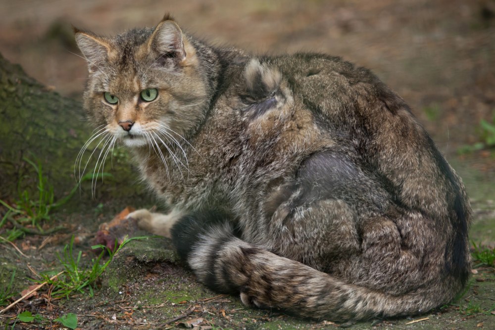 European Wildcat (Felis Silvestris Silvestris)