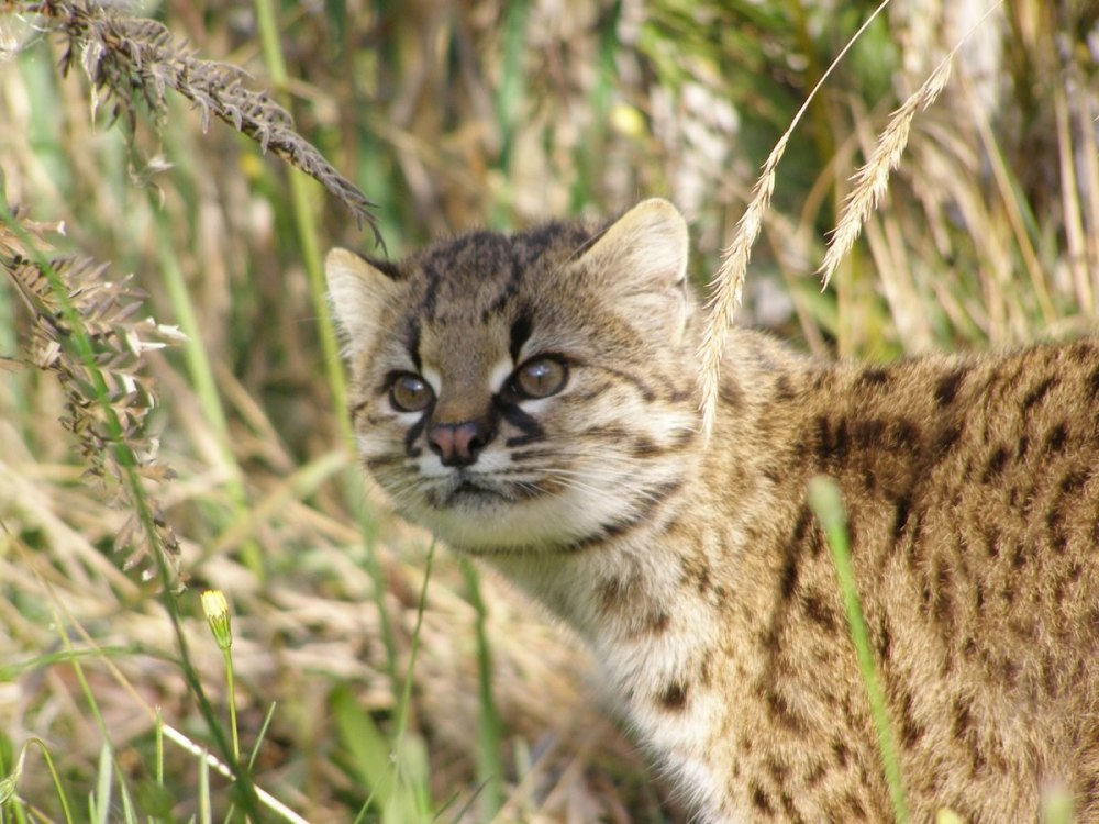 Чилийская кошка (leopardus guigna