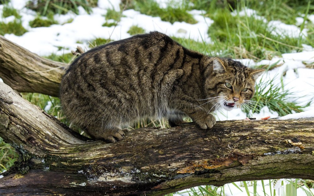 Шотландский дикий Лесной кот