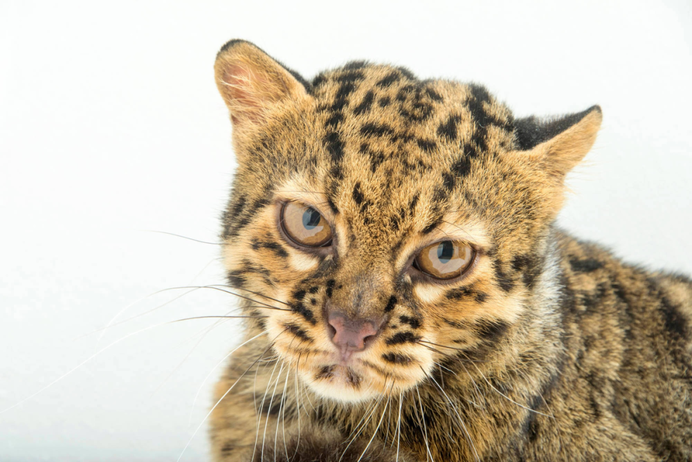 Род мраморные кошки (Pardofelis)