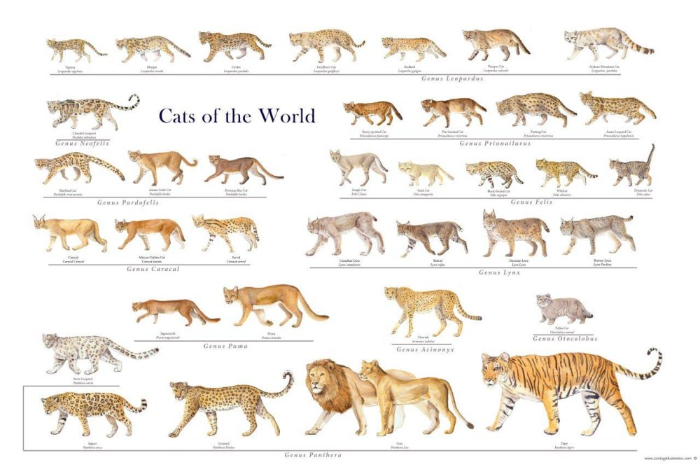 Семейство Felidae кошачьи