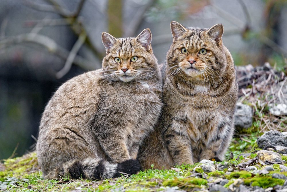 Лесной кот
